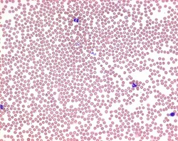 Wright's Eosine Methylene Blue, For Microscopy, MilliporeSigma&trade;